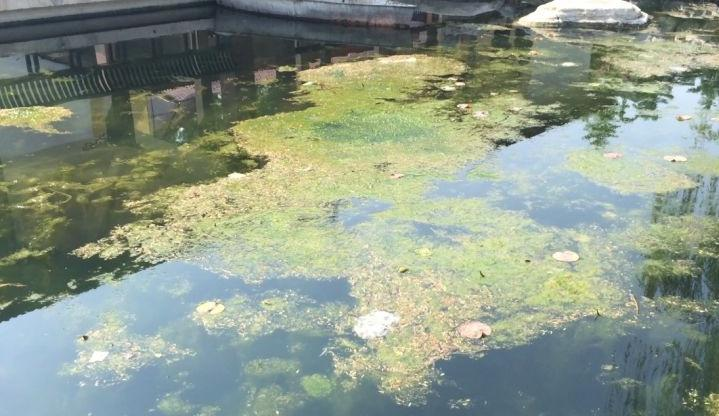 河北省保定市公園水生態之污水修復處理