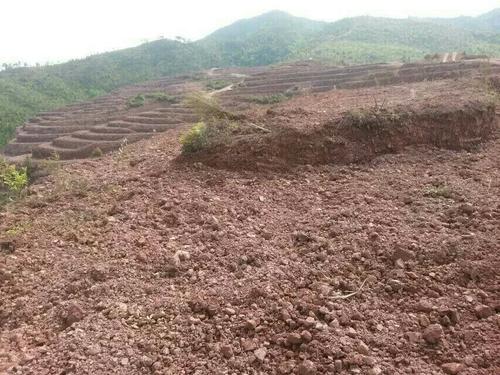益陽市泥江口石子塘礦山生態修復——國家油茶林示范基地